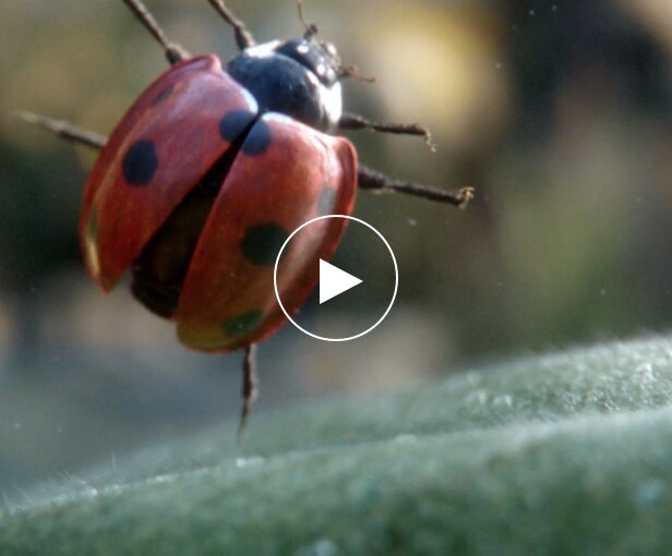 Vittel-Marienkäfer-film